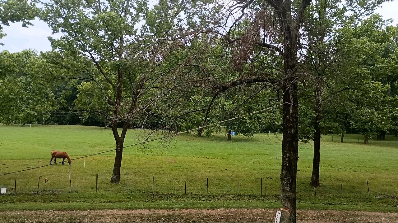 Dropping a Huge Dead Tree
