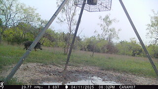Boar ruins pigs dinner