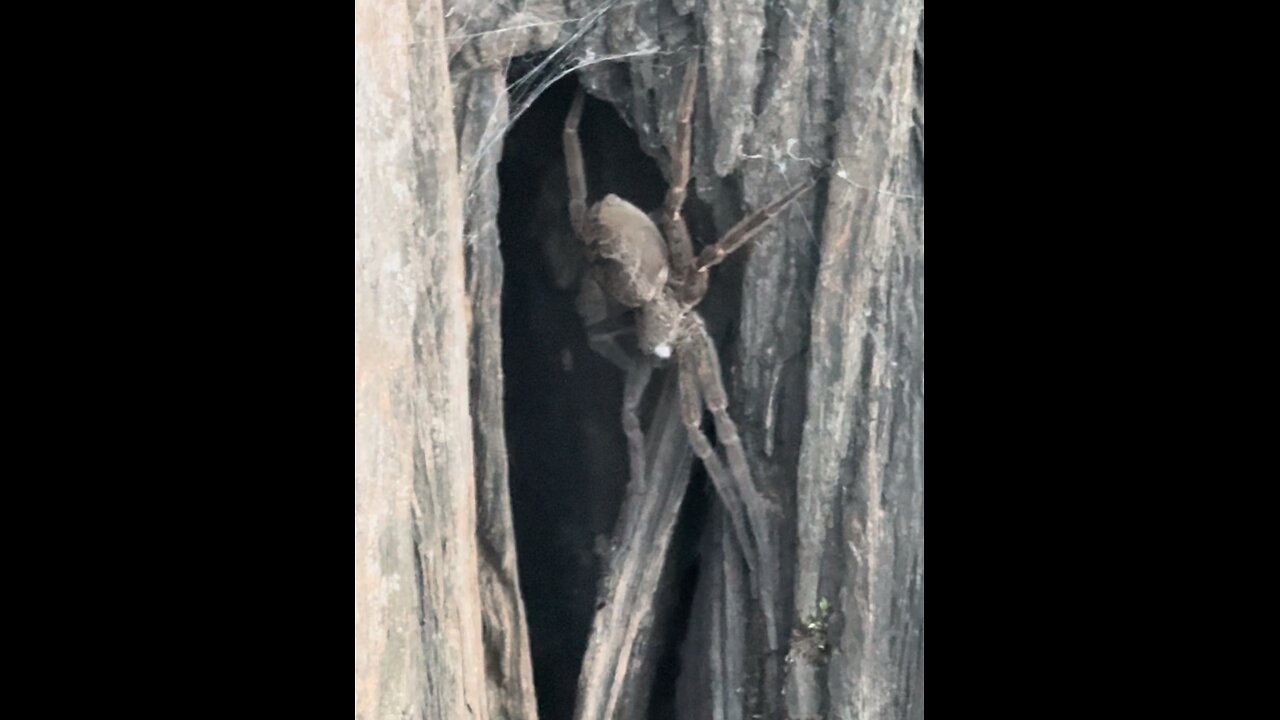 Big ol’ Spider! 😳