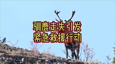 驯鹿走失引发紧急救援行动