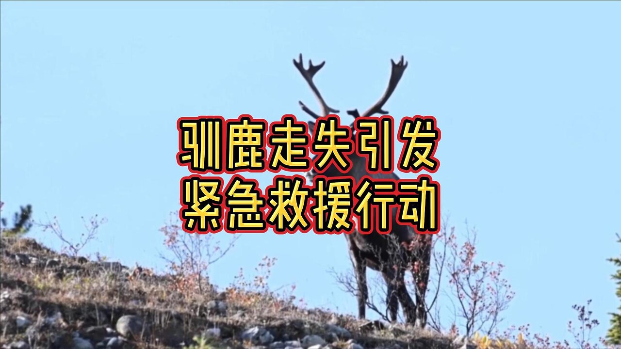 驯鹿走失引发紧急救援行动