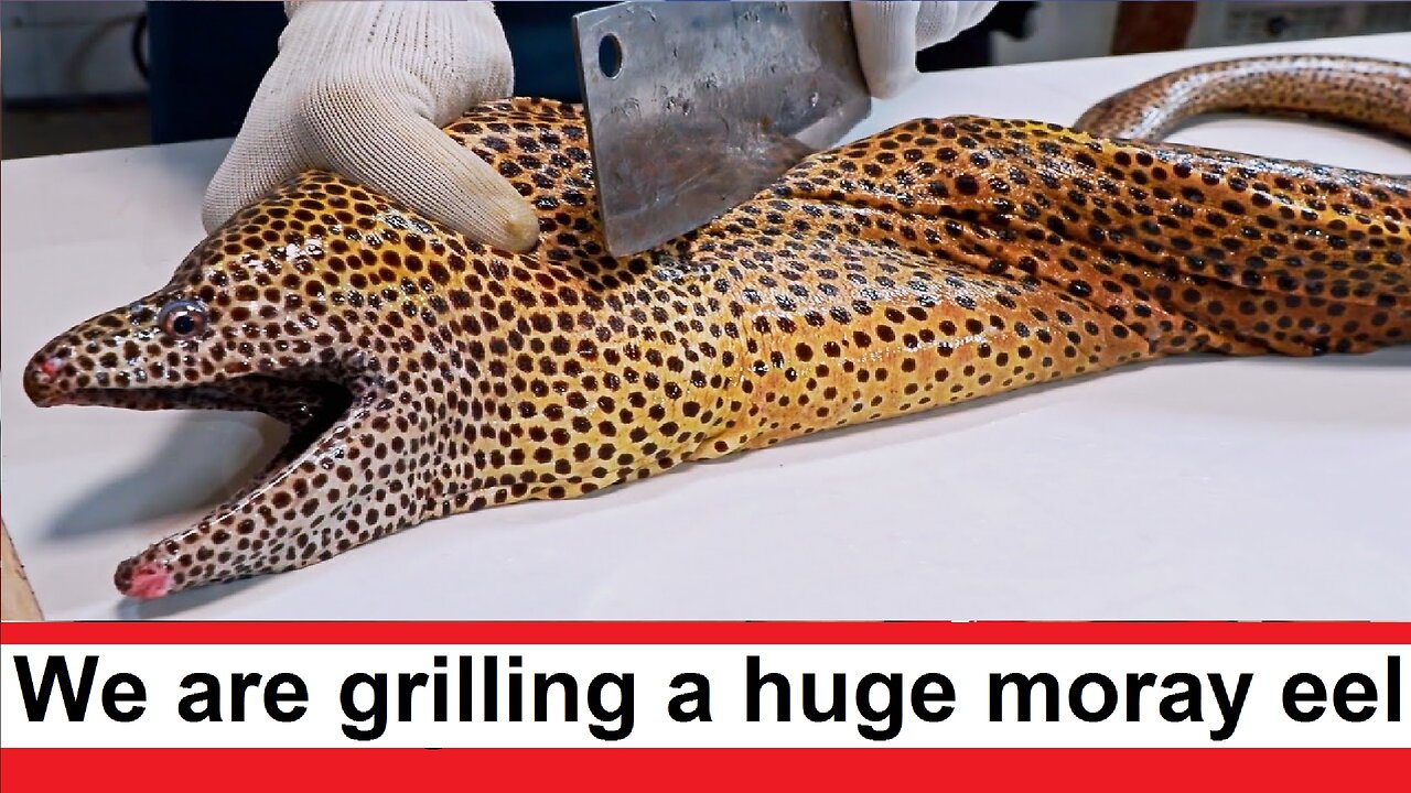 We're grilling a huge moray eel