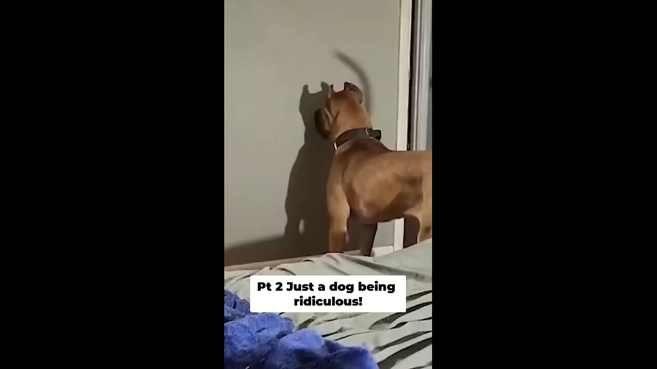 Funny dog 👍