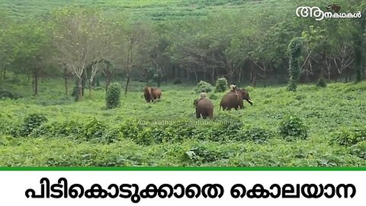 കൊലയാനയെ ഉടനെ പിടികൂടുവാനായി നടപടികൾ ഉണ്ടാകും _ Wild elephant attack kerala