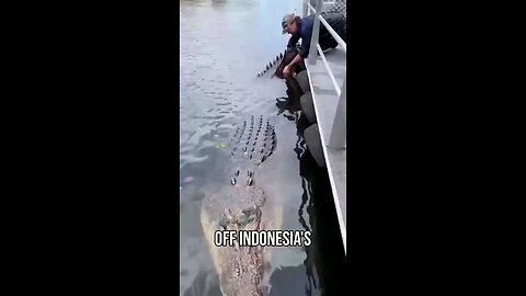 40 ft crocodile 🐊
