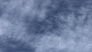 February 3, 2020 - A Flock of Geese Flying in Avon, Indiana