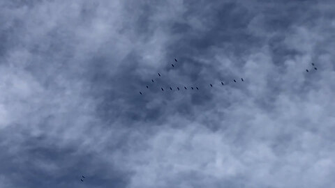 February 3, 2020 - A Flock of Geese Flying in Avon, Indiana