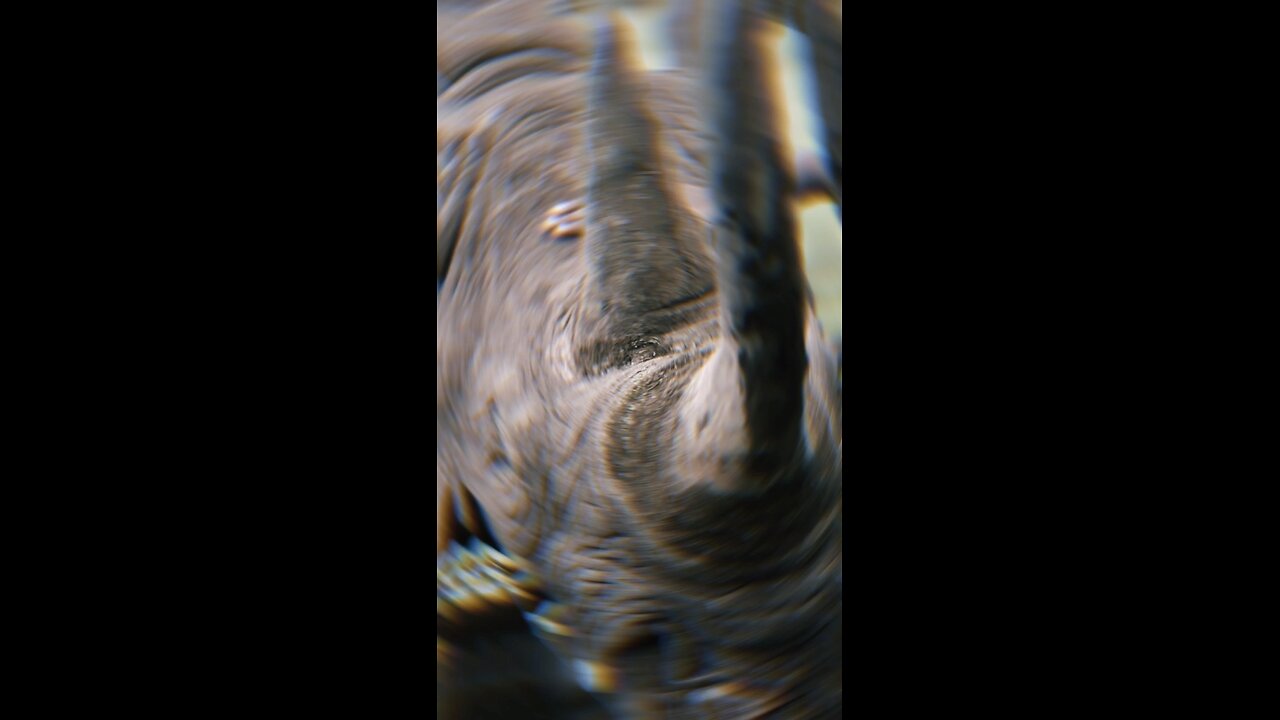 Rhinos are very fast runners