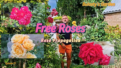 3 FREE Ways to Get More Roses! (Easy Rose Propagation Guide)