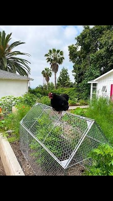 Chicken Garden