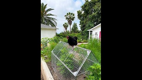 Chicken Garden