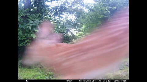 Deer Cam 07-17-2025 Fawn Playing Game Cam Trail Cam