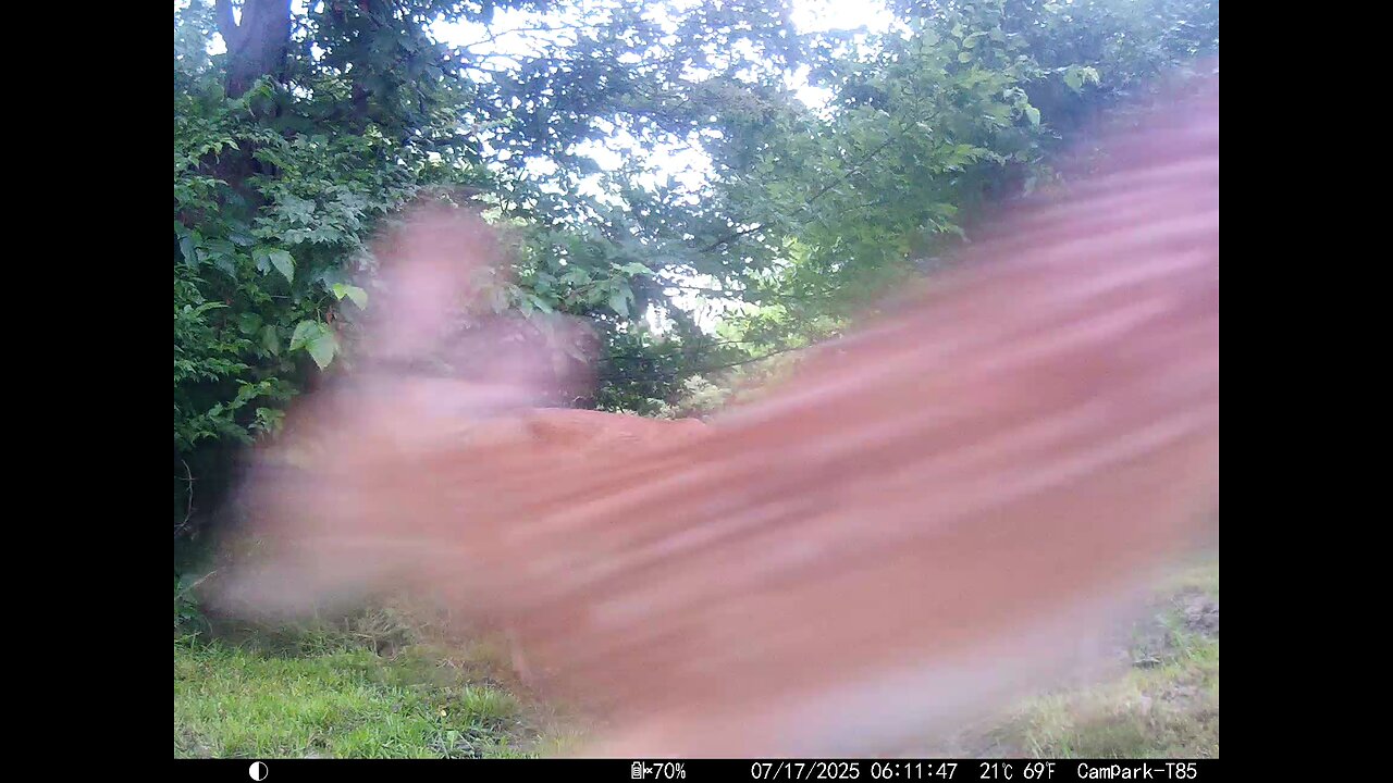 Deer Cam 07-17-2025 Fawn Playing Game Cam Trail Cam