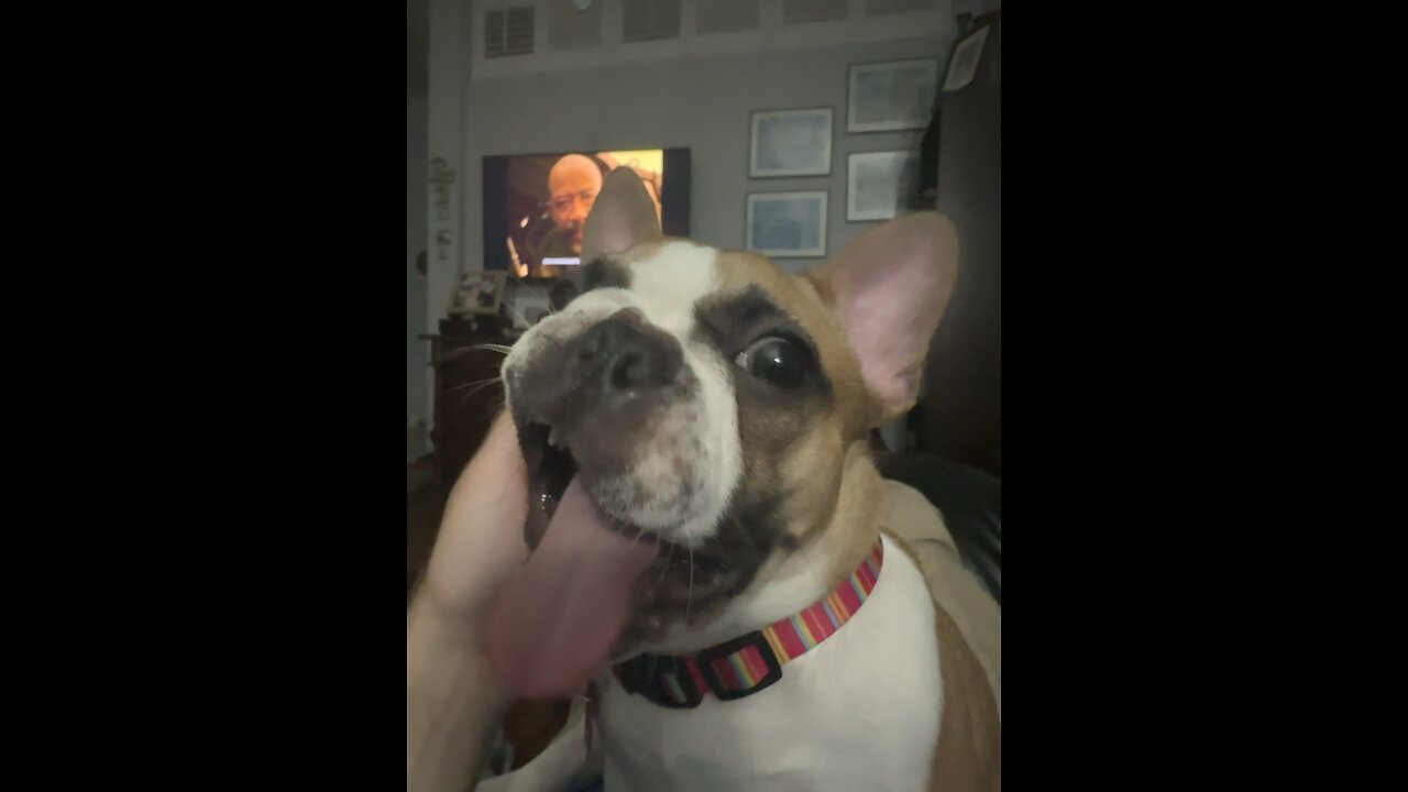 Nemo The Frenchie