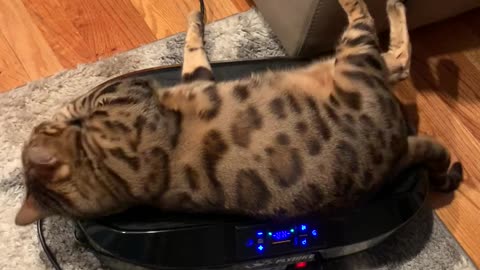 Bengal Cat's Full-Body Jiggle Therapy
