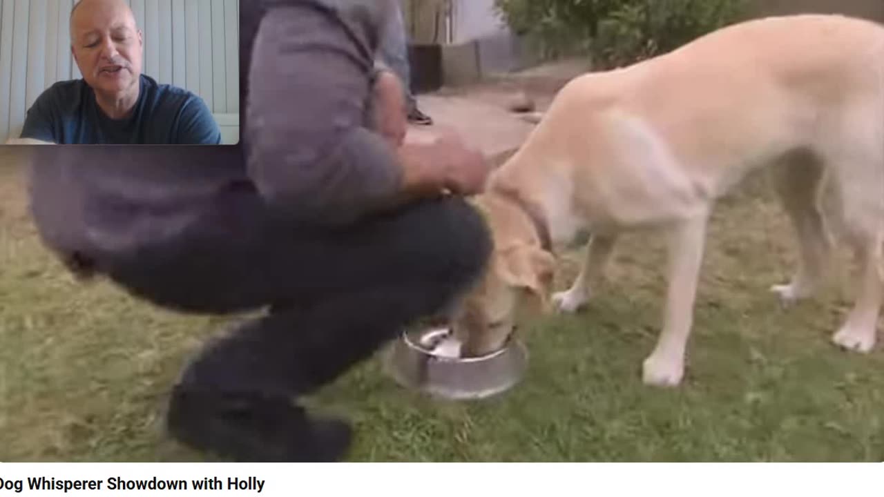 The Cesar Millan Copy Cat Method vs the Relational Approach via Food Aggression - Pt 1