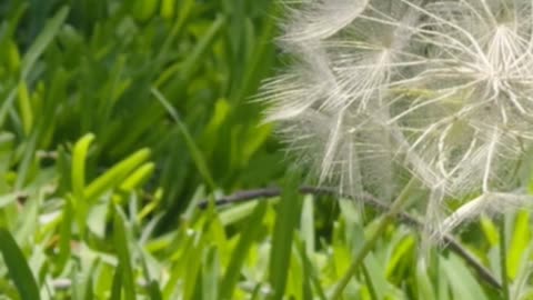 Dandelions: Nature's Nutrient Powerhouse