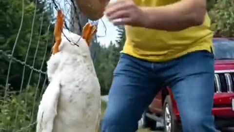 Kind-Hearted Couple Rescues a Duck Trapped in an Iron Fence 🪿🐾