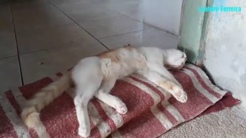 CRUELDADE: HOMEM USA MACHADINHA PARA MATAR GATO EM CENA REVOLTANTE