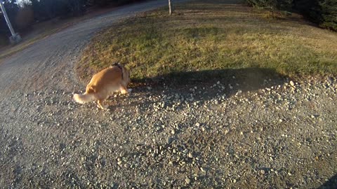 November 7th, 28º Flynn goes free range