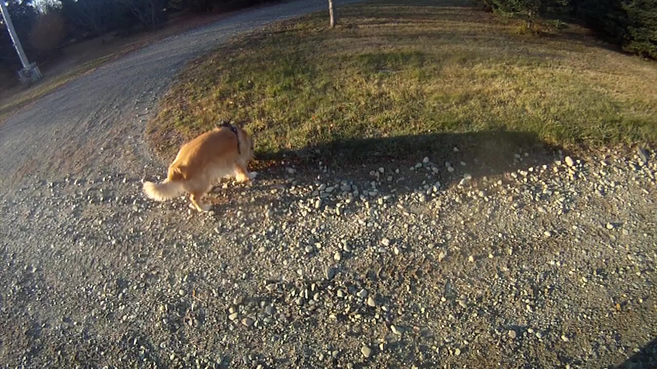 November 7th, 28º Flynn goes free range