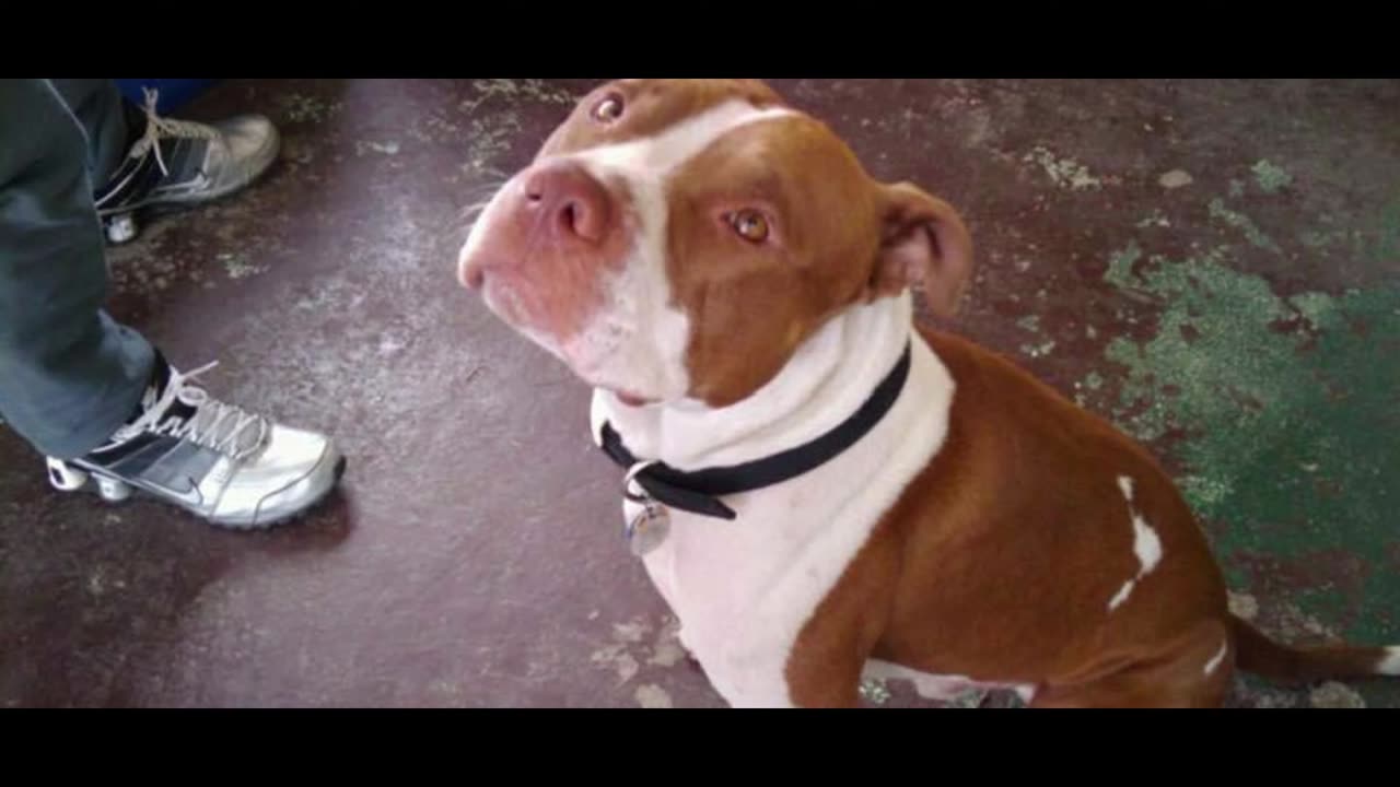 Letter to Chomp Snippet