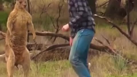 Funny kangaroo 🦘 - #viral #shorts #animals #kangaroo