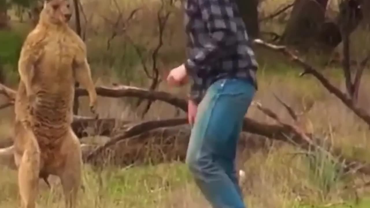 Funny kangaroo 🦘 - #viral #shorts #animals #kangaroo