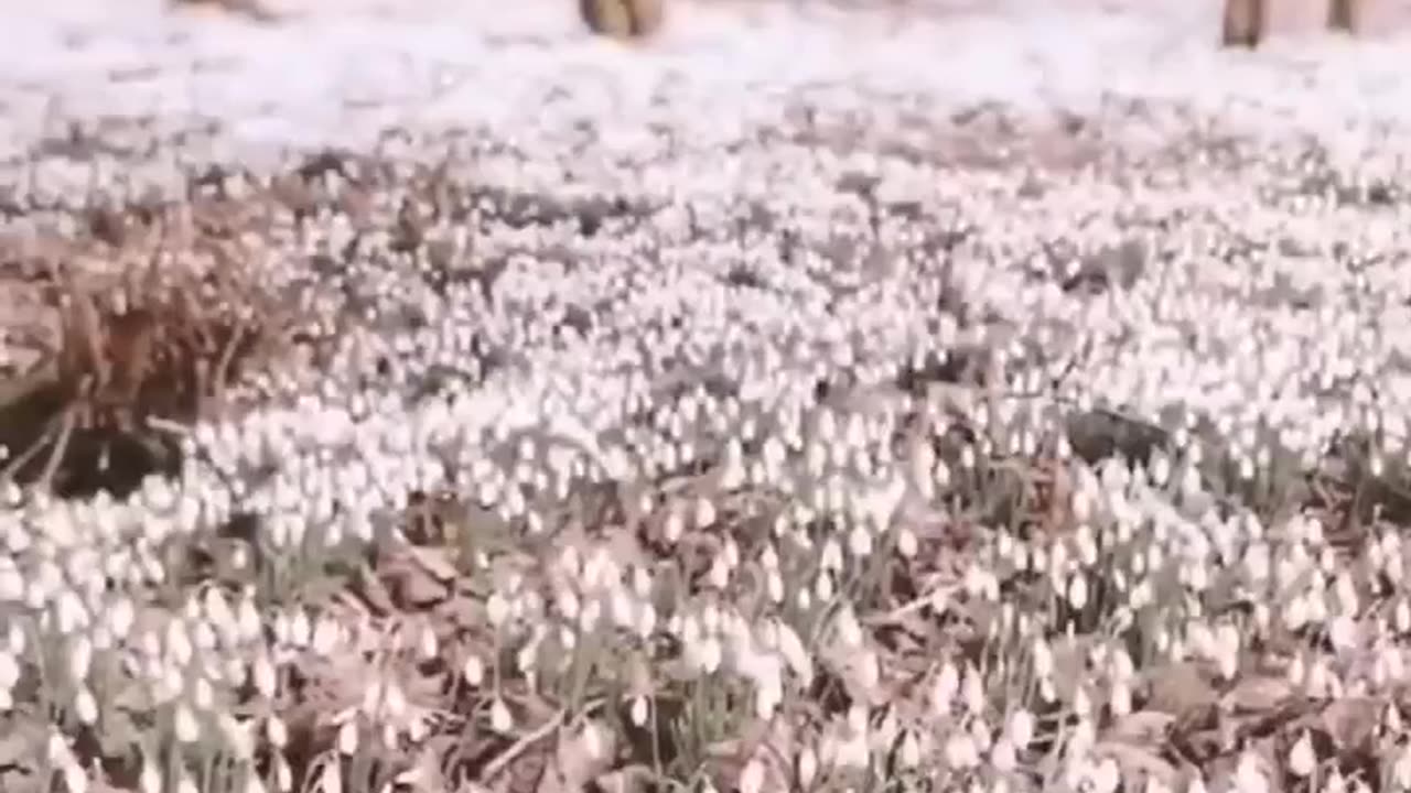 Beautiful spring