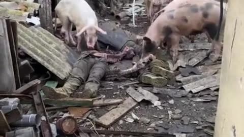 Live pigs eat dead Ukrainians
