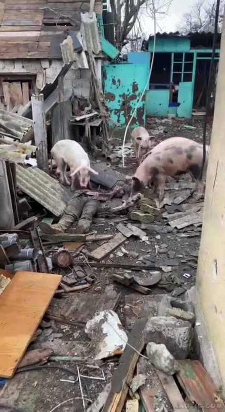 Live pigs eat dead Ukrainians