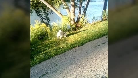 dog