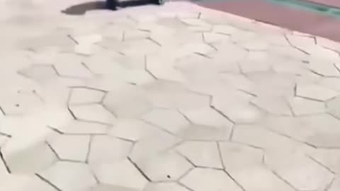 Funny animals | Skater dogs 🐶😂