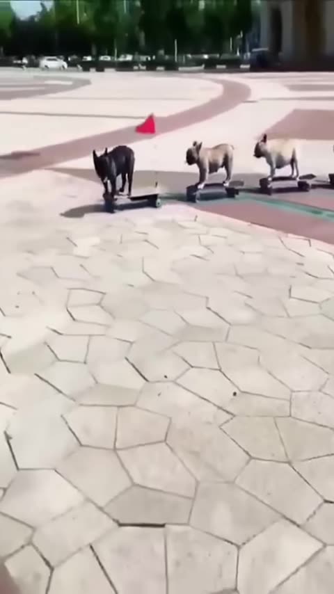 Funny animals | Skater dogs 🐶😂