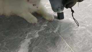 Cat cute funny love