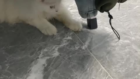 Cat cute funny love