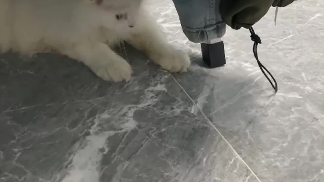 Cat cute funny love