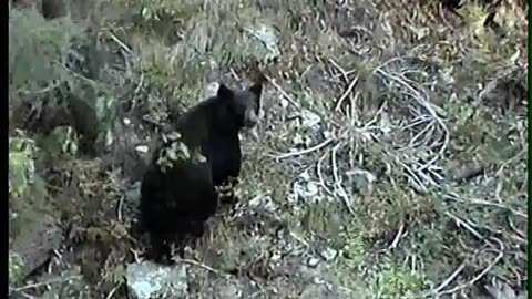 Bears near Atlanta Idaho 1999