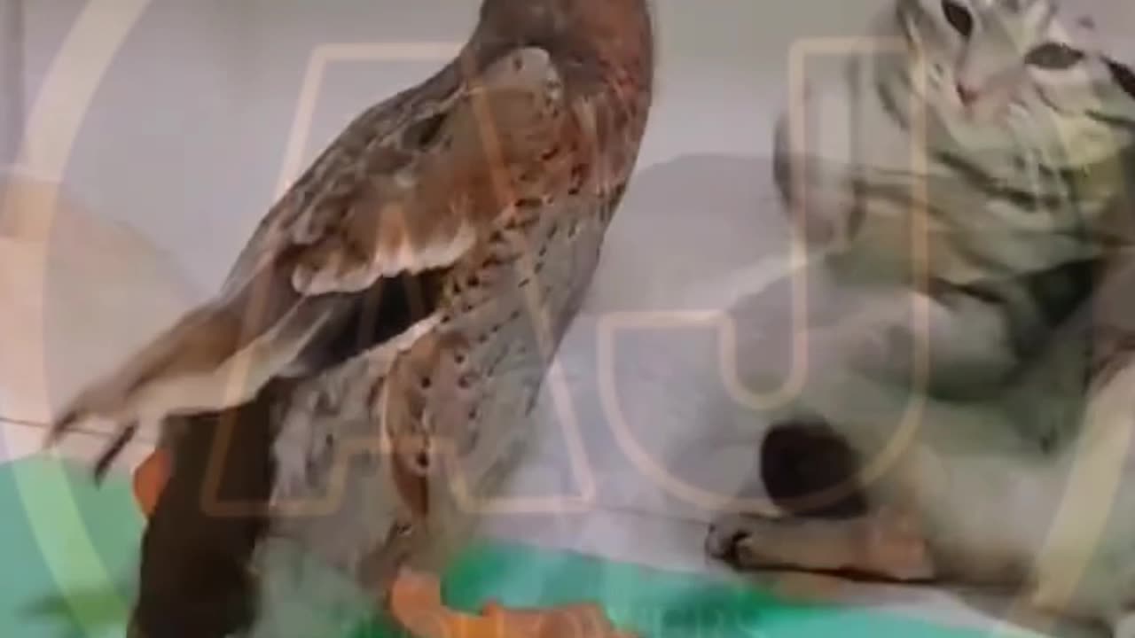 Funny animals video