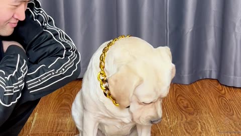 为了让狗狗减肥，也是苦练了很久To help the dog lose weight, I also practiced for a long time