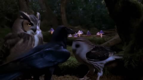 Midnight Rave: Two Owls and a Raven Go Wild!