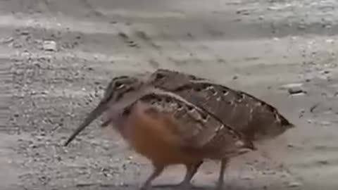 Funny video