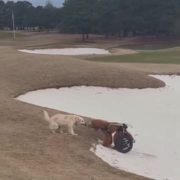 Dogs are the best.. 😊