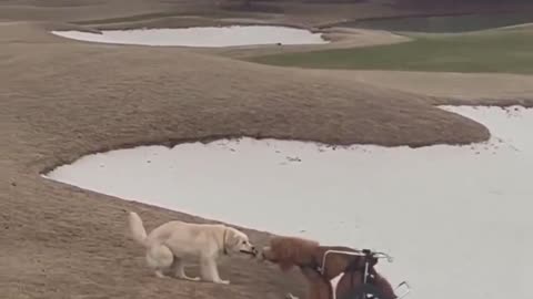 Dogs are the best.. 😊