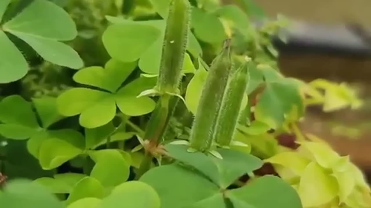 wonders of the world