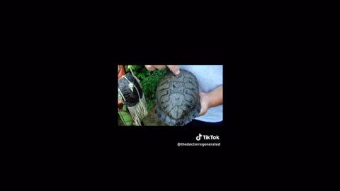 Turtle shell calendar