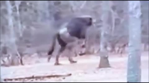 Black Walker dogman in motion...this video was taken in Smuggler's Notch VT