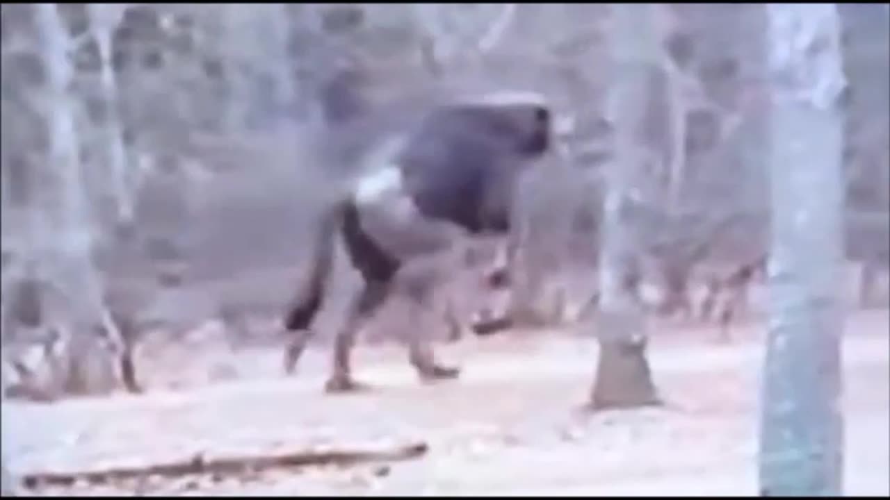 Black Walker dogman in motion...this video was taken in Smugglers Notch VT