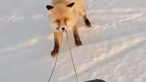 Possession is nine tenths of the law 🤣