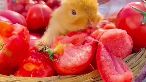 Furry Little Escapades: The Adventures of Rabbit Life"*